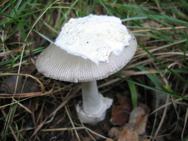 Quale ...Amanita !!!